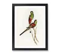 Beautiful Parakeet Birds By Elizabeth Gould Vintage Framed Wall Art Print, Ready to Hang Picture for Living Room Bedroom Home Office Décor, Black A3 (34 x 46 cm)