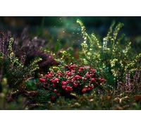 Beautiful plants-1500-Piece Puzzle for Adults: Team Building Gifts for Lovers or Friends 14+