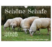 Beautiful sheep UK-Version (Wall Calendar 2026 DIN A4 Landscape), CALVENDO 12 Month Wall Calendar