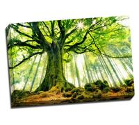 Beautiful Strange Tree Canvas Art Print Poster 30"X 20" Inches