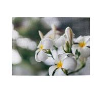 Beautiful White Frangipani Wake Plumeria Flowers,500 Pieces Puzzles for Adults-Wooden Jigsaw Puzzle for Adults Elderly
