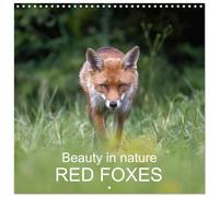 Beauty in nature - RED FOXES (Wall Calendar 2026 12 × 12 Inch) CALVENDO 12 Month Wall Calendar: Beautiful red foxes in the wild (CALVENDO Animals)
