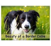 Beauty of a Border Collie (Wall Calendar 2026 DIN A3 landscape), CALVENDO 12 Month Wall Calendar: Portraits of a beautiful Border Collie dog in various outdoor locations