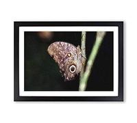 Beauty of a Butterfly Framed Print | A2 Black Framed Wall Art | Ready to Hang | Modern Animal Picture | Living Room Bedroom Lounge Office