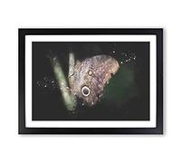 Beauty of a Butterfly Paint Splash Framed Print | A2 Black Framed Wall Art | Ready to Hang | Modern Animal Picture | Living Room Bedroom Lounge Office