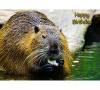 Beaver Birthday Card