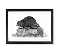 Beaver in Black & White by George Shaw Framed Wall Art Print A2 Black | Ready to Hang, Premium Gi Paper, Fade-Resistant Inks, Securely Packaged, UK Made
