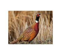 BEAYODKP Wild Animal Pheasant,DIY Paint by Numbers for Adults Beginner, Easy Paint by Numbers for Beginner,Acrylic Watercolor Paint by Number for Kids Gift Decor(30x40cm) 11.8x15.7 inches-A99