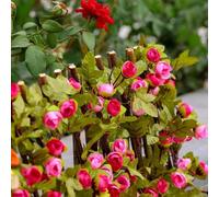 Bebykilemi Expanding Wooden Garden Trellis with Artificial Rose Flowers - Telescopic Privacy Fence Panel for Balcony Courtyard Wall Decoration, Adjustable Height (dark pink)