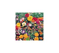 Bedding Flower Scatter Seeds - Create a Colourful Garden
