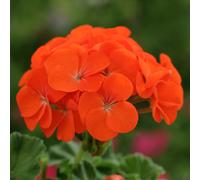 Bedding Plants - Geranium F1 Horizon Orange (6 Pack)