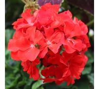 Bedding Plants - Geranium F1 Horizon Scarlet (6 Pack)
