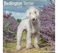 Bedlington Terrier 2026 Calendar | Square Wall Calendar | Dog Breed Gift | Plastic Free Packaging | by Avonside Publishing