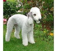 Bedlington Terrier Dog Greeting Card Square - Gift Idea Special Occasion Blank Inside with Envelope Premium Unique Design Animal Cute Illustrated Wildlife Quality Included UK
