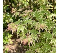 Bedwen Acer 'Iyoshi' 9cm Plant - Compact Japanese Maple Tree with Vibrant Autumn Colour for Patio Pots, Small Gardens & Shaded Displays