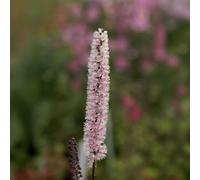 Bedwen Actaea 'Pink Spike' Plug Plant x3 - Baneberry Fragrant Soft-Pink Flowering Perennial with Purple-Black Foliage for Shade Gardens