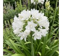 Bedwen Agapanthus 'Double Diamond' 5cm Plant x2 - Compact White African Lily with Double Summer Blooms for Pots, Borders & Elegant Displays