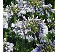 Bedwen Agapanthus 'Twister' 5cm Plant x 2 - Hardy Deciduous Perennial African Lily with Unique Bicolour White & Blue Blooms for Pots, Borders & Summer Displays