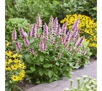 Bedwen Agastache 'Beelicious Pink' Plug Plant x4 - Giant Hyssop with Long-Flowering Pink Spikes for Bees, Butterflies & Summer Borders