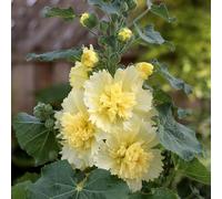 Bedwen Alcea 'Spring Celebrities Lemon' 2L Plant - Hollyhock with Soft Lemon-Yellow Perennial Flowers for Cottage Gardens, Pots & Summer Borders
