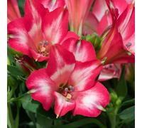 Bedwen Alstroemeria 'Inticancha Mirabel' 5cm Plant x2- Peruvian Lily Compact Pink & White Flowering Perennial for Garden Borders & Patio Pots