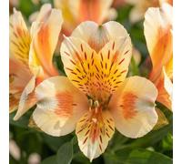 Bedwen Alstroemeria 'Inticancha Sunset' 5cm Plant x2 - Peruvian Lily Compact Orange & White Flowering Perennial for Garden Borders & Patio Pots