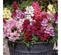Bedwen Antirrhinum Mix 'Snapshot Select' 7cm Plant x3 - Snapdragon Compact Summer-Flowering Bedding Plants for Garden Borders & Patio Pots