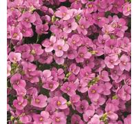 Bedwen Arabis 'Little Treasure Deep Rose' Plug Plant x6 - Rock Cress Dark-Pink Spring-Flowering Alpine Perennial for Rockeries & Trailing Over Walls
