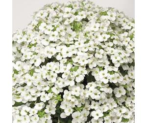Bedwen Arabis 'Little Treasure White' 7cm Plant x3 - Rock Cress White Spring-Flowering Alpine Perennial for Rockeries & Trailing Over Walls