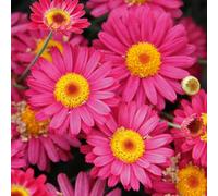Bedwen Argyranthemum 'Aramis Dark Rose' Plug Plant x4 - Marguerite Daisy Deep with Rose-Pink Summer Flowers for Patio Pots & Bedding Displays