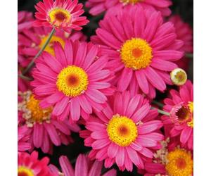 Bedwen Argyranthemum 'Aramis Dark Rose' Plug Plant x4 - Marguerite Daisy Deep with Rose-Pink Summer Flowers for Patio Pots & Bedding Displays