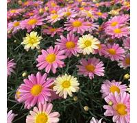 Bedwen Argyranthemum 'Aramis Lemon & Pink' Plug Plant x4 - Marguerite Daisy with Bicolour Lemon & Pink Summer Flowers for Patio Pots & Bedding Displays