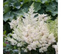 Bedwen Astilbe 'Astary White' Plug Plant x3 - Shade-Loving Perennial False Goat’s Beard with Soft White Plumes for Woodland Gardens & Pollinator-Friendly Borders