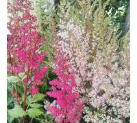 Bedwen Astilbe 'Showstar' 5cm Plant x2 - Shade-Loving Perennial False Goat’s Beard with Soft Pink-White Plumes for Woodland Gardens & Pollinator-Friendly Borders