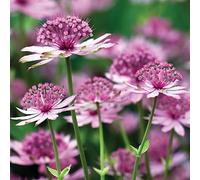Bedwen Astrantia 'Cerise Button' Plug Plant x3 - Compact Perennial Masterwort with Deep Cerise Pincushion Flowers for Borders, Cut Flowers & Cottage Gardens