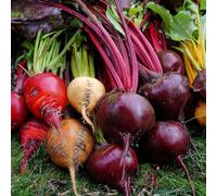 Bedwen Beetroot 'Rainbow Mix' 7cm Plant x3 - Multi-Coloured Vegetable Roots for Gourmet Salads, Roasting & Vibrant Summer Plates
