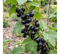 Bedwen Blackcurrant 'Ben Tron' 9cm Plant - High Yielding Upright Fruit Bush for Jams, Juices & Puddings