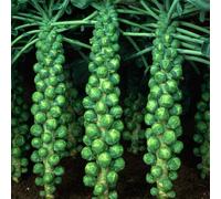 Bedwen Brussels Sprout 'Bosworth' F1 Bedding Plug Plants x6 - Sweet Nutty Flavour & Heavy Winter Crops for Christmas Dinner, Roasting & Cold-Season Harvests