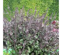 Bedwen Bush Basil 'Magic Blue' Plug Plant x3 - Ornamental Aromatic Herb with Purple Flowers for Pots, Patio Displays & Summer Garnishes