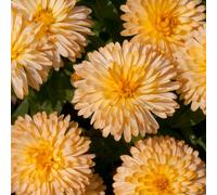 Bedwen Calendula 'Apricot Twist' Plug Plant x6 - Apricot-Orange Summer-Flowering Bedding Plants for Cottage Gardens, Wildlife Borders & Patio Pots