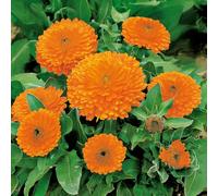 Bedwen Calendula 'Calypso Orange with Black Eye' Bedding Plug Plant x6 - Summer-Flowering Pot Marigold Bedding Plants with Bright Flowers for Pollinators & Patio Pots