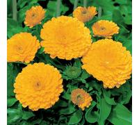 Bedwen Calendula 'Calypso Yellow with Black Eye' Plug Plant x6 - Summer-Flowering Pot Marigold Bedding Plants with Bright Flowers for Pollinators & Patio Pots