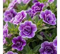 Bedwen Calibrachoa 'Cabaret Special Double Purple Bicolour' Plug Plant x4 - Million Bells Purple-Blue Flowering Summer Bedding Plants for Hanging Baskets