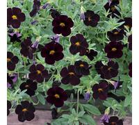 Bedwen Calibrachoa 'Can-Can Black Cherry' 9cm Plant x2 - Million Bells Black Flowering Summer Bedding Plants for Hanging Baskets & Patio Pots
