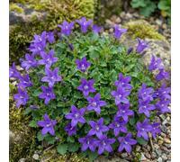 Bedwen Campanula 'Clockwise Compact Deep Blue' Plug Plant x6 - Summer-Flowering Perennial Bellflower for Rock Gardens, Cottage Borders & Patio Pots