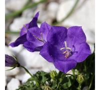 Bedwen Campanula 'Pearl Deep Blue' Plug Plant x3 - Compact Summer-Flowering Alpine Perennial Bellflower for Rock Gardens, Cottage Borders & Patio Pots
