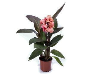 Bedwen Canna Lily 'Cannova Bronze Peach' 5cm Plant x2 - Exotic Peach-Pink Summer-Flowering Perennial with Contrasting Bronze Foliage for Tropical-Style Gardens