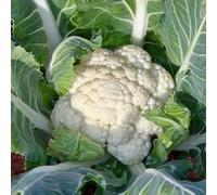 Bedwen Cauliflower 'Newlyn' 7cm Plant x3 - Traditional Cornish Winter Variety for Sweet Curds & Reliable Harvests