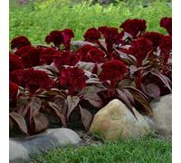 Bedwen Celosia 'Dracula' Plug Plant x4 - Gothic Dark Foliage & Red Comb Flowers for Dramatic Pots