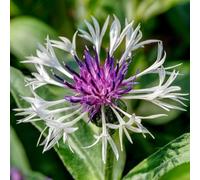 Bedwen Centaurea 'Amethyst in Snow' 2L Plant - White & Purple Perennial Cornflower for Cottage Borders, Pollinators & Summer Colour